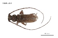 藏品(家天牛)的圖片